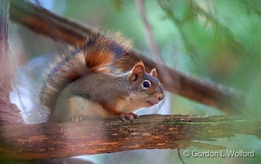 Red Squirrel On A Branch_52010.jpg - American Red Squirrel (Tamiasciurus hudsonicus) photographed at Ottawa, Ontario - the capital of Canada.